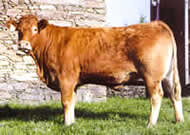 An image of a healthy cow