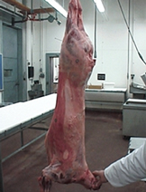 A lamb carcass