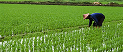 Image showing rice picking in paddy field