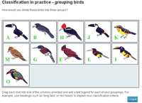 Birds Classification