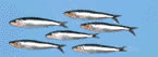 Pilchards, an oily fish