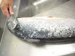 De-scaling, the removal of scales using a filleting or office knife 2