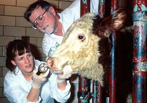 An image of a cow infected with foot and mouth disease