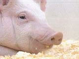 An image of a pigs face