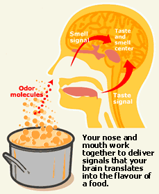 An image describing how smell is translated by the human brain