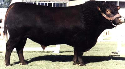 A breed of cow