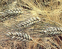 Image showing naturally grown wheat