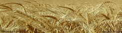 An image of naturally grown wheat