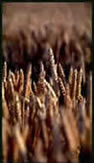 Image capturing grains of wheat after harvesting