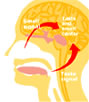 A diagram of the human organs used for taste and smell