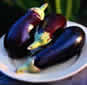 Aubergine