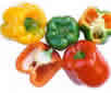 Capsicum