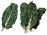 Chard