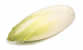 Chicory