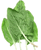 Sorrel