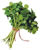 Watercress
