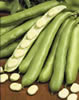 Broad bean