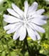 Chicory