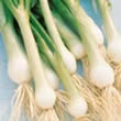 Spring onions