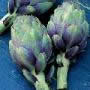 artichoke