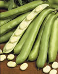 broad beans