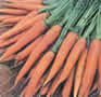 carrots
