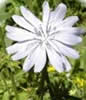 chicory herb